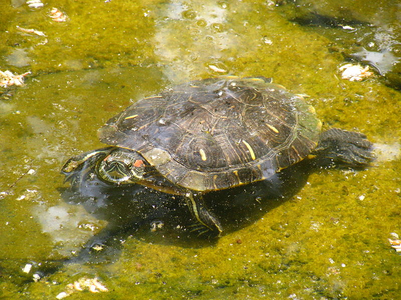 Friandise composée pour tortue aquatique Turtle candy